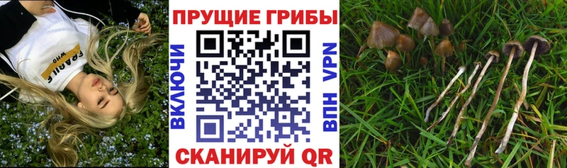 Галлюциногенные грибы прущие грибы Купить Кыштым